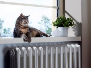 pets affect indoor air pollution